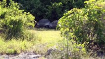 Explorer Interrupts Mating Tortoises, Slowest Chase Ever Ensuesرد فعل ذكر سلحفاة أزعجه مذيع خلال 'لحظة رومانسية'