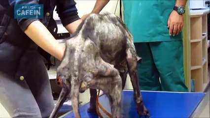 Ce pauvre Billy a échapper à une mort certaine grâce à ces personnes au grand cœur !