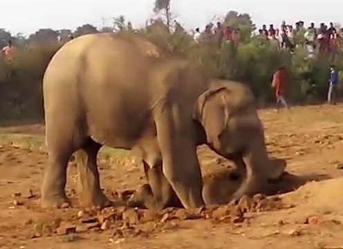 Anne Fil Tam 11 Saat Yavrusunu Kurtarmaya Çalıştı