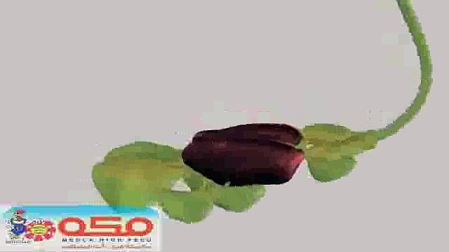 الجهاز التنفسى فى الدواجن - مكة هاى فيد