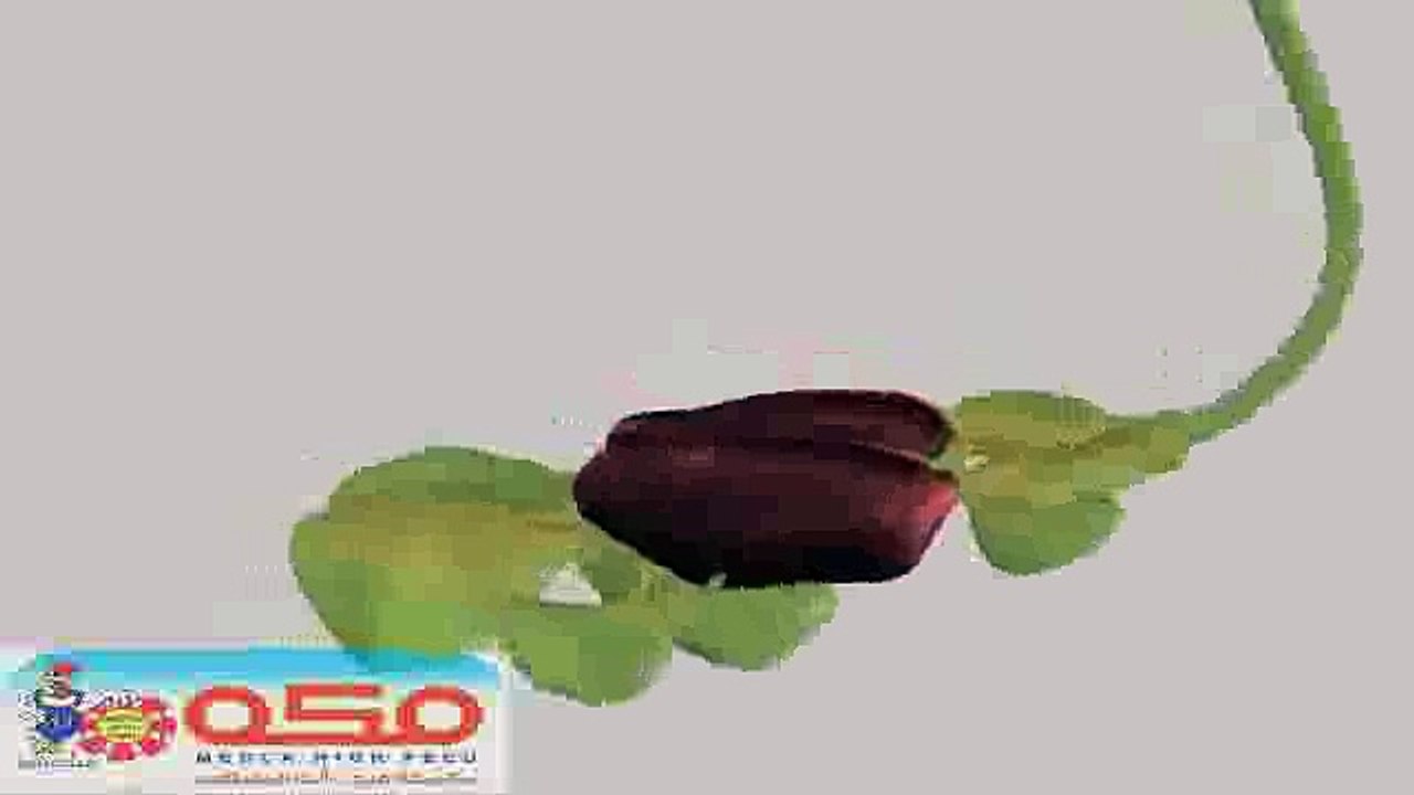 الجهاز التنفسى فى الدواجن - مكة هاى فيد