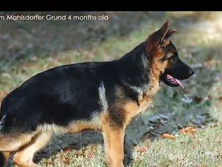 German Shepherd puppy obedience training - 4.5 months old