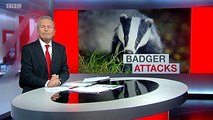BBC1_Look North (East Yorkshire and Lincolnshire) 26Mar15 on badger persecution