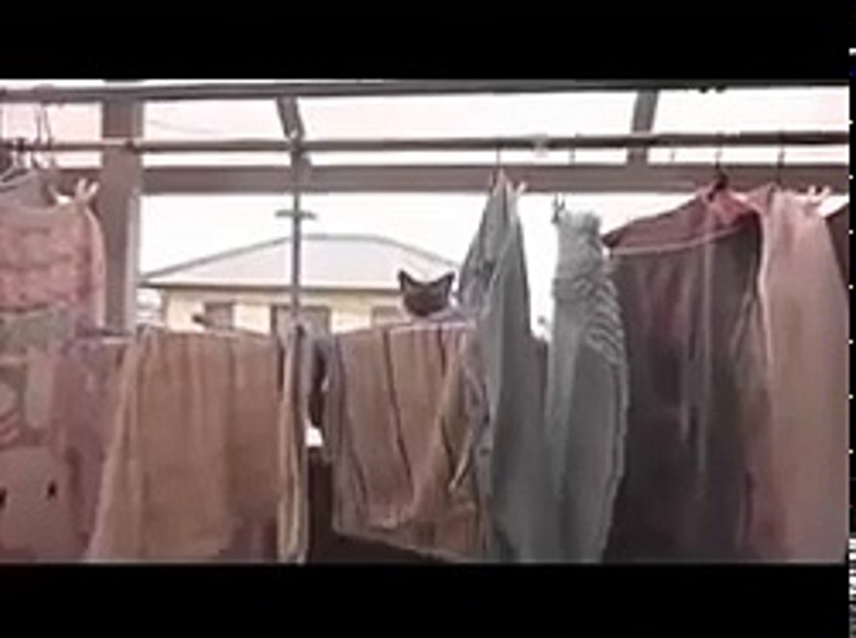 Cat Jump Fail with Music  Sail by AWOLNATION