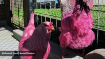 Animal Services In Oregon Baffled To See Pink Chickens Wandering In Park