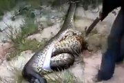 Man cuts open a giant snake and finds another giant snake in its belly