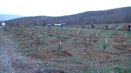 Cumhurbaşkanı Erdoğan Adına "Hatıra Ormanı" Oluşturuldu