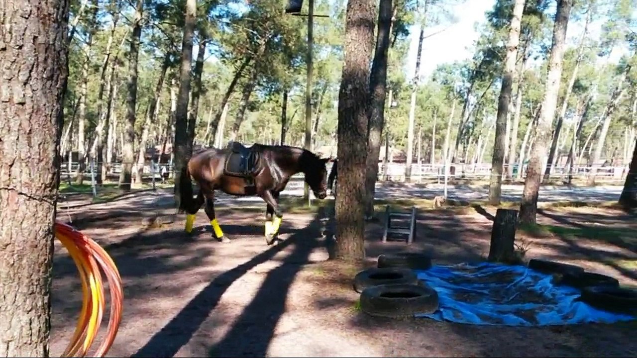 19/02/2015 B. Lusitanien 4ans travail dans le TREC