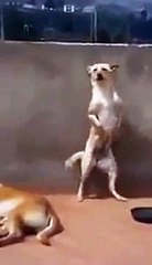 ¡Este perro loco baila  Las Diabluras con muy buen ritmo!