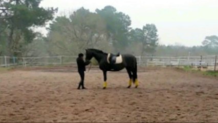 20/03/2015 B. Lusitanien 4ans,  5ème fois monté, le montoir