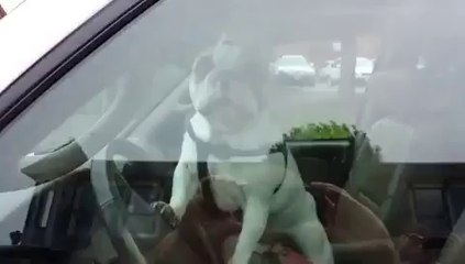 Ne laissez pas votre chien dans la voiture sinon...