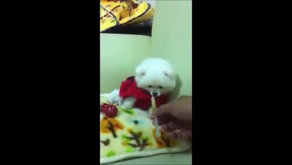 Humor: Un pequeño perro hace un drama para no tomarse sus medicamentos