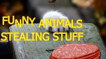 Funny animals stealing stuff   Cute animal compilation