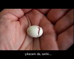 Yavru Kuşun Yumurtadan Çıkma Mücadelesi