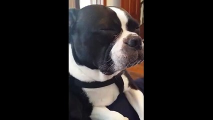 Evlatlık olduğunu öğrenen köpeğin yaşadığı büyük şok