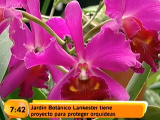 Un proyecto busca la protección de las orquídeas
