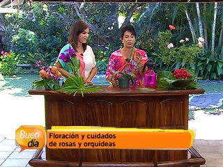 Floración y cuidados de orquídeas