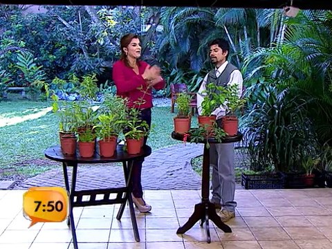 Tema de fondo: Plantas medicinales que ayudan con los problemas estomacales