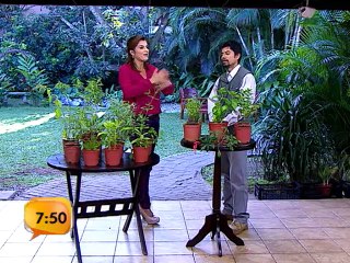 Tema de fondo: Plantas medicinales que ayudan con los problemas estomacales