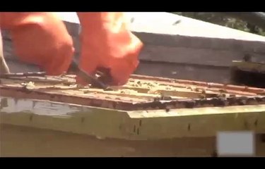 ¿Sabés qué cría una persona que se dedica a la apicultura?