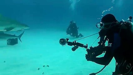 Tiger Sharks Within an Inch of Divers