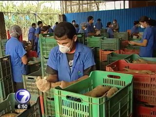INEC realizará censo agropecuario en 150 mil fincas