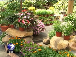 Millones de plantas ticas embellecen jardines de Europa, EE.UU y Canadá