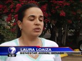 Senasa decomisa 16 perros en criadero ilegal en Cartago