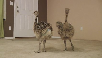 Sweetest Doberman meets two baby Ostriches