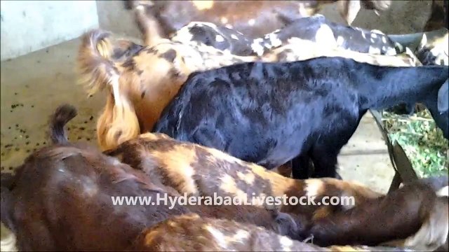 Goat Farming in Hyderabad Livestock and Farms, Hyderabad, Andhra Pradesh, India