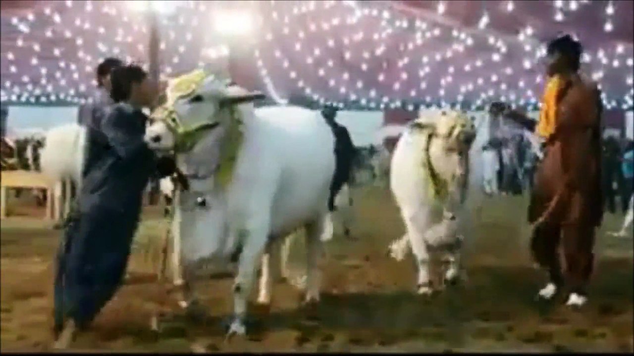 White Jhalaar Jori on Ramp at Cow Mandi Karachi