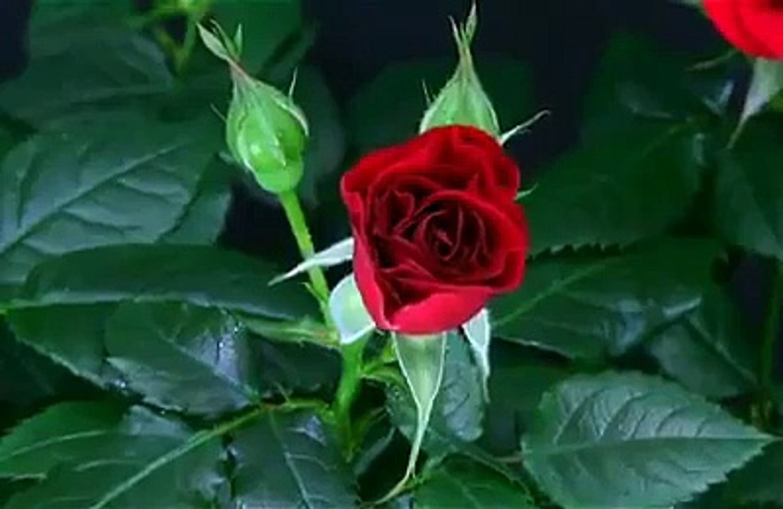 amazing and beautiful video cute.