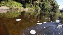 Marcelo Ambrogi, Natureza Indômita, Rio Paraibuna, Mergulhos Sub-aquáticos, Onças, Aranhas, Peixes, Serra do Mar, (70)