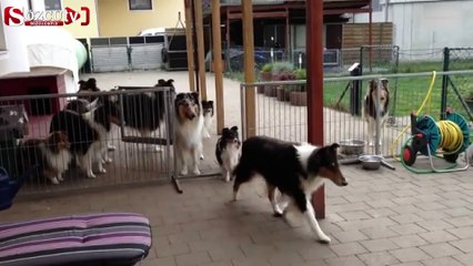 En akıllı köpekler