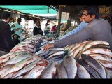 Fish Farming programs ka short intro by Dr.Ashraf Sahibzada