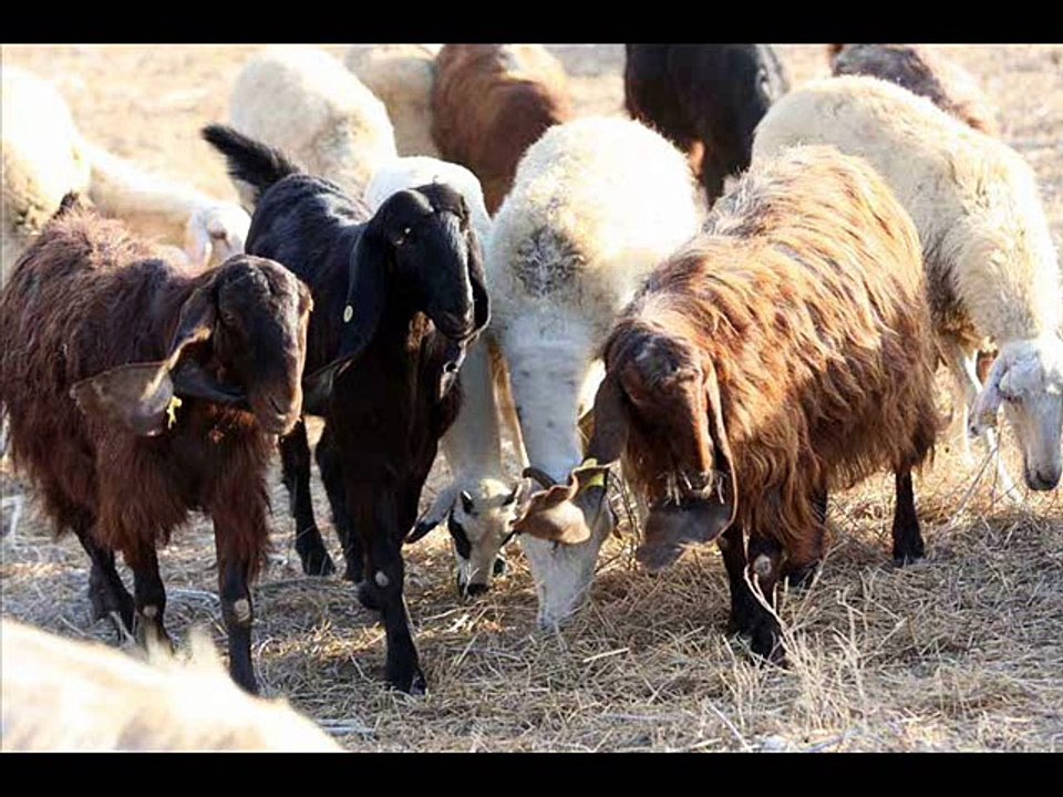 Desi nuskha khansi  in sheep and goats by Dr.Ashraf Sahibzada