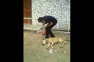 Funny Clip - Teasing With Dog -