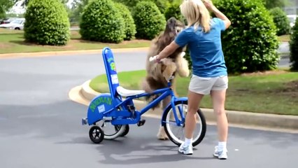This dog is learning how to ride a bike