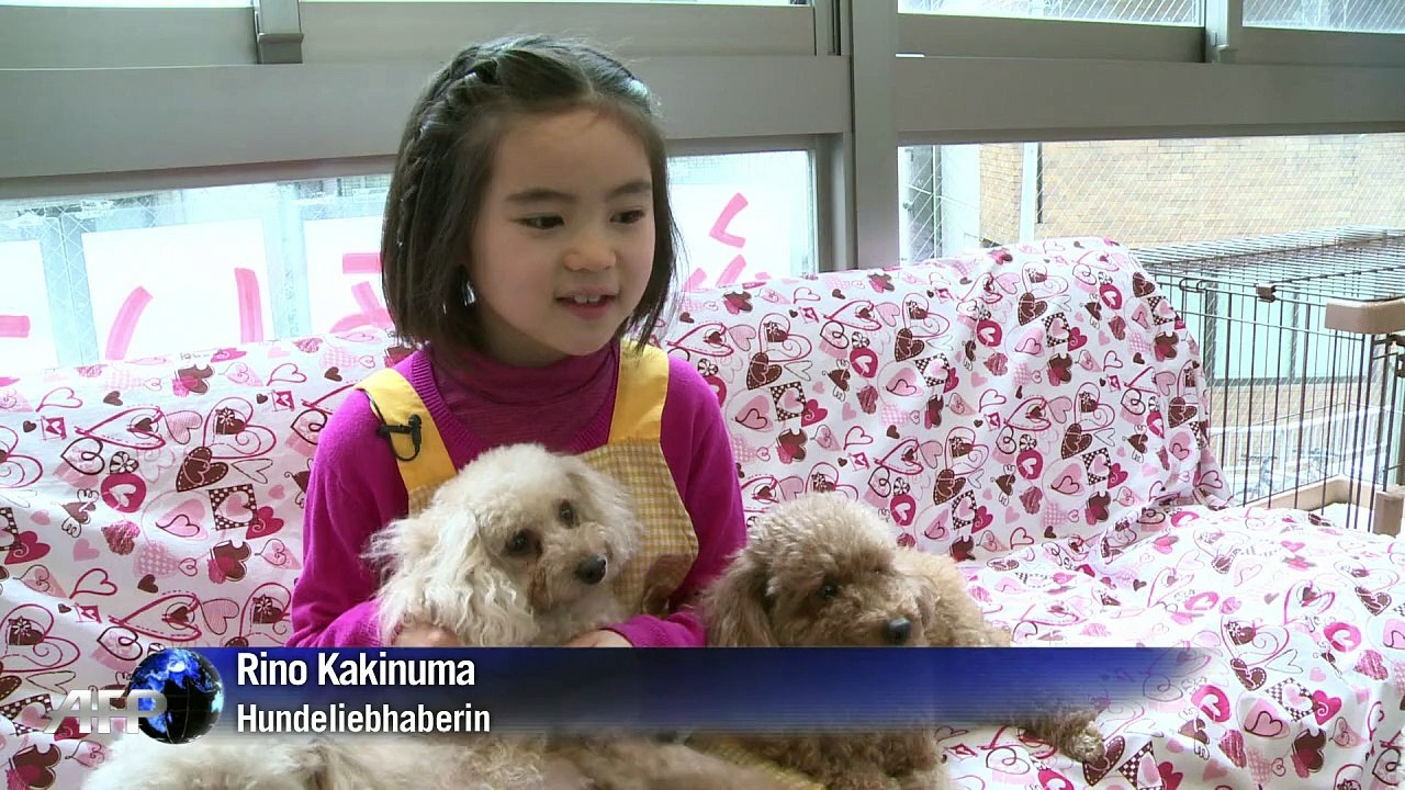 Miethunde zum Kuscheln und Liebhaben