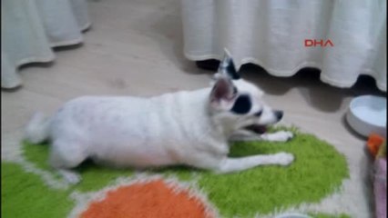 Keşan Köpeğin Nefes Borusuna İnsanlarda Kullanılan Stent Takıldı