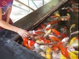 How To Feed Food For Fishes in New Way for Color Fishes