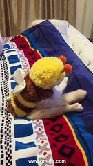 Funny Cat Watching By Sitting Infront of TV