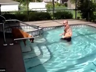 Dog Learning Swimming in a Swimming Pool