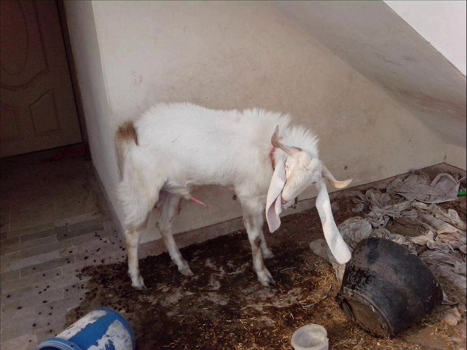 BAKRA APNA PESHAB PEETA HAE ELAJ BY DR.ASHRAF SAHIBZADA