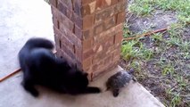 Cat vs Turtle