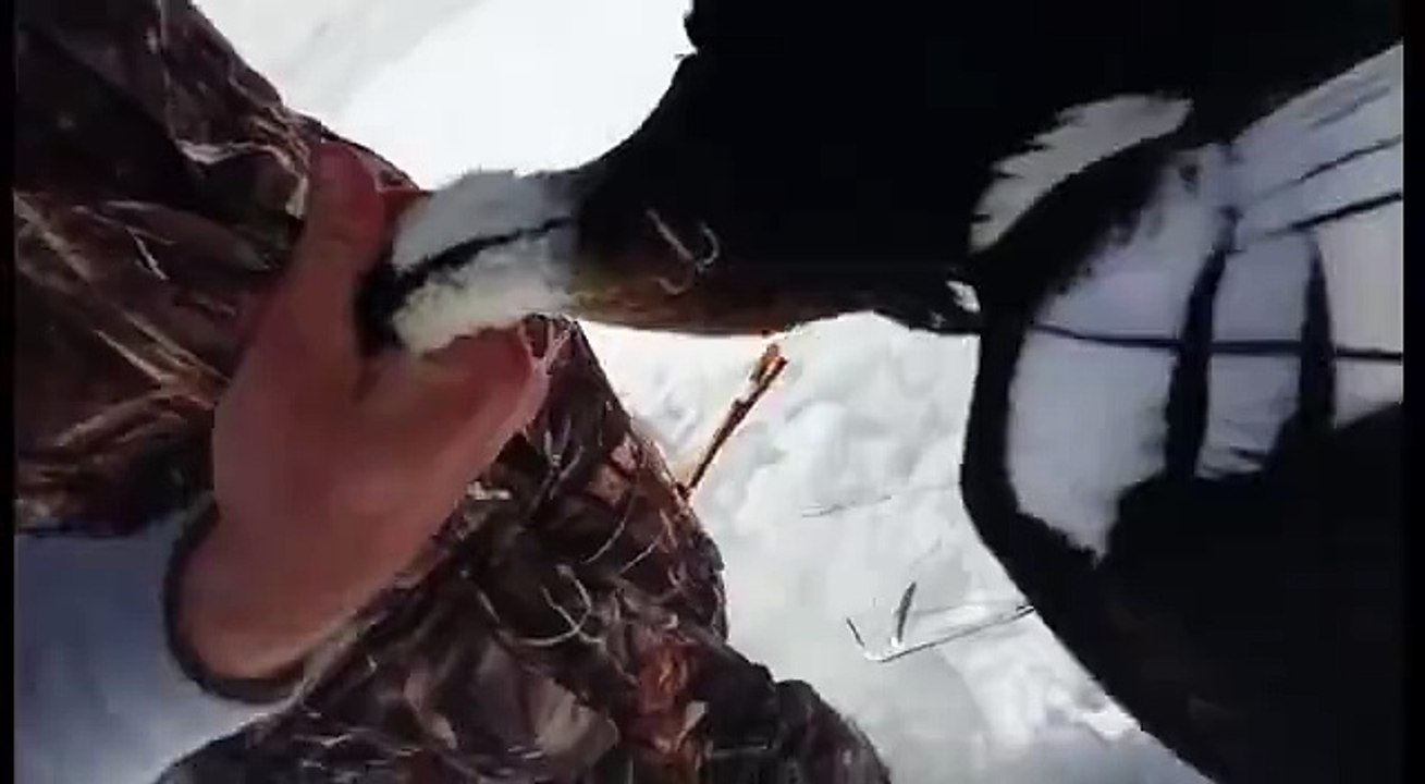 Ice Fisher Shocked When He Accidentally Catches Duck