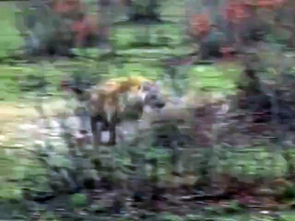 See intelligently deer