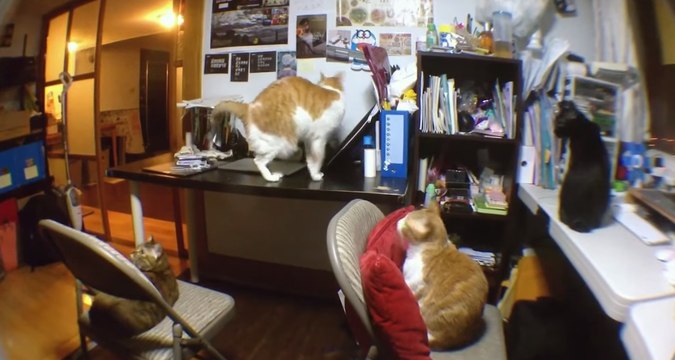 Taiwanese Cats Are Excited for Food