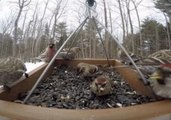 GoPro Captures Hungry Birds Crowding Around a Feeder