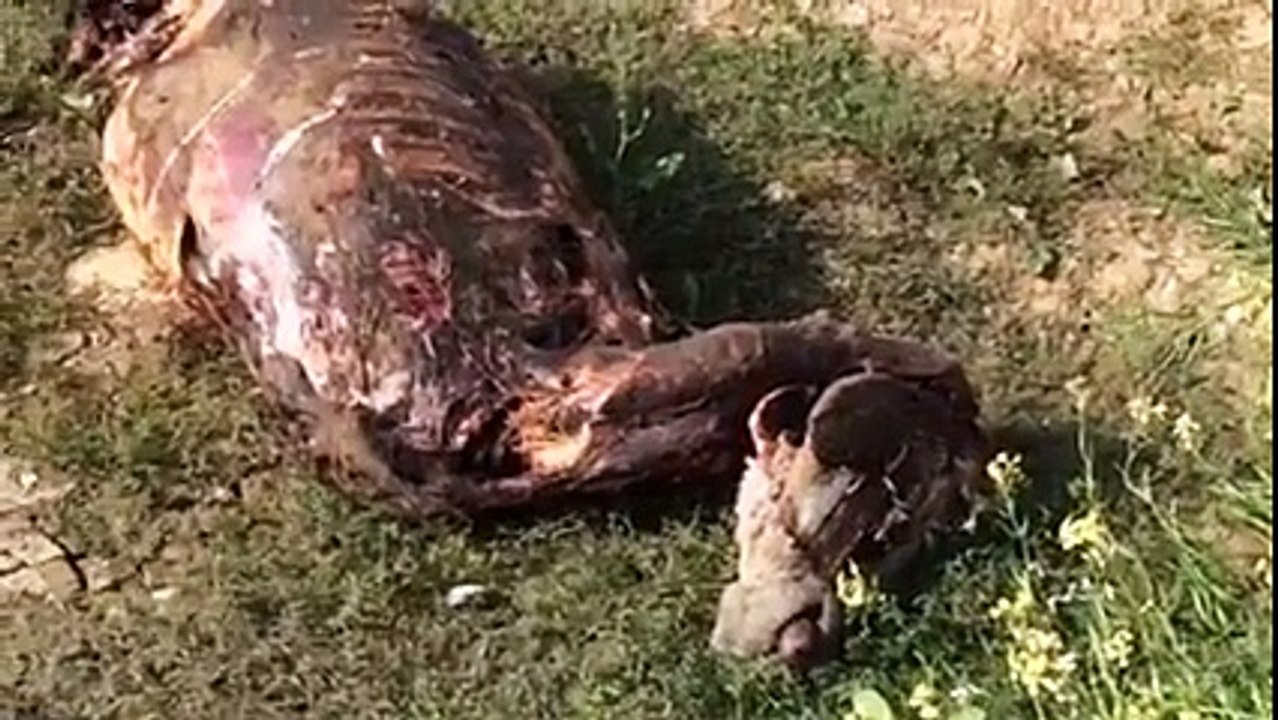 ڈڈیال ازاد کشمیر۔چار گدھے زبع کیے ہوئے برامد گدھو کی کھال اور گوشت کاٹ کر فروخت کرنے کا شبع